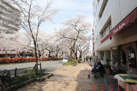 茗荷谷の並木道と教育施設