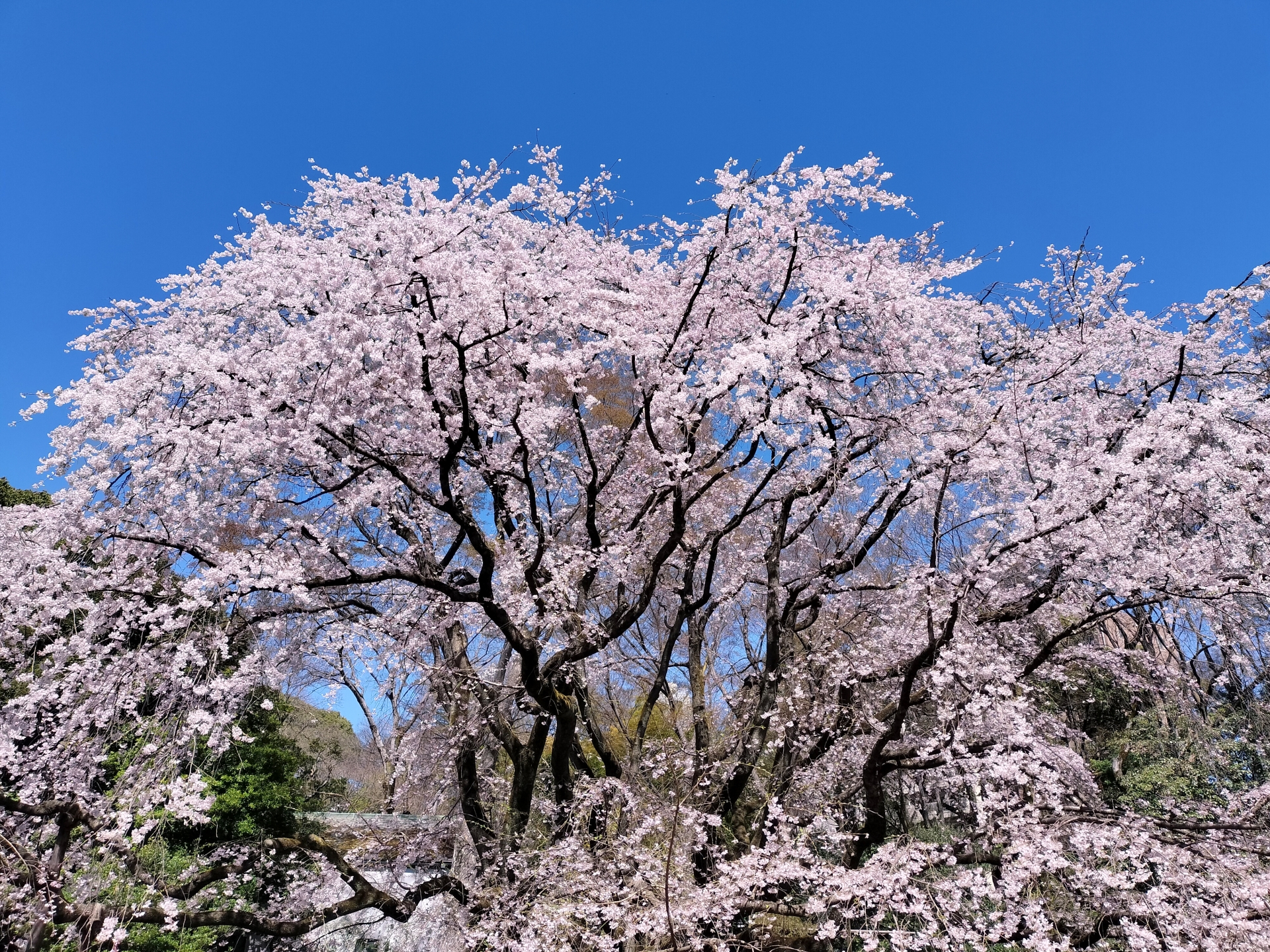 しだれ桜