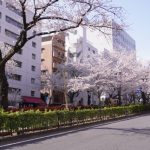 播磨坂の桜