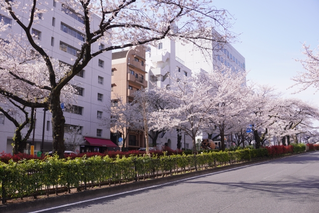 播磨坂の桜