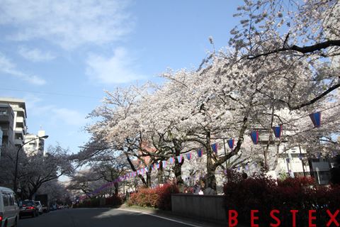 播磨坂(文京さくらまつり)