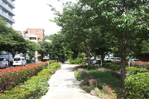 播磨坂(中央植物帯)