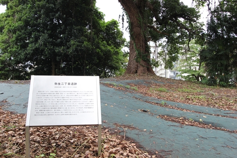 弥生2丁目遺跡