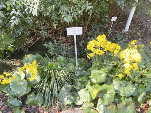 園内の植物