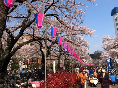 桜の名所「播磨坂」